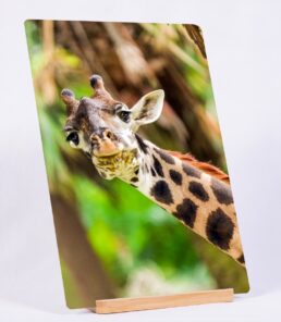 Have You Seen My Ear?