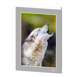 Howl