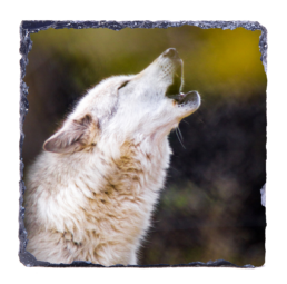 Howl