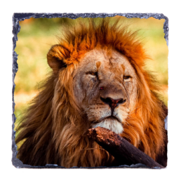 Like A King
