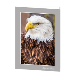 Majestic Pride