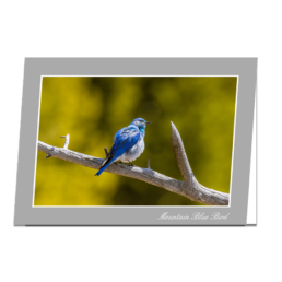 Mountain Blue Bird