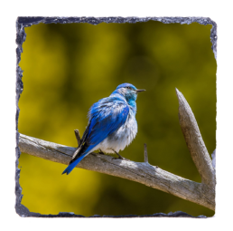 Mountain Blue Bird