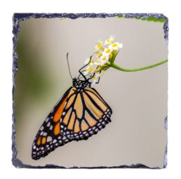 Orange Symmetry