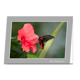 Red Pollination