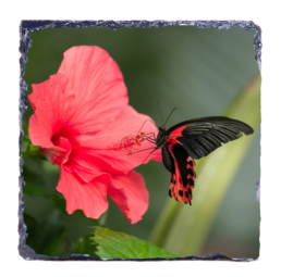 Red Pollination
