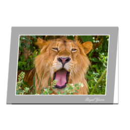 Royal Yawn