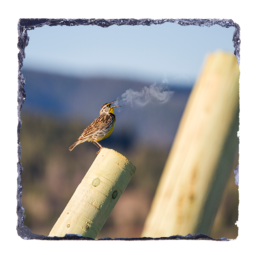 Small Voice