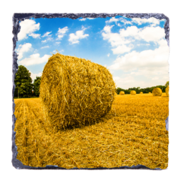 Solo Haystack
