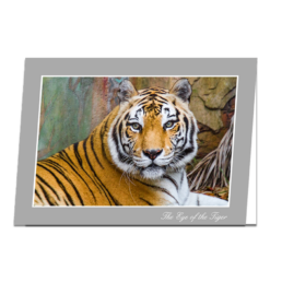 The Eye of the Tiger