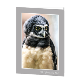 The Spectacled Owl