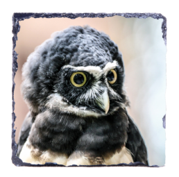 The Spectacled Owl