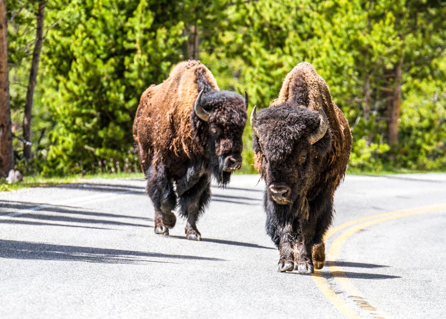 yellowstone_30maggio2013_by_simone_amaduzzi_photographer-20 (2)