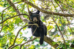 Great Smoky Mountains National Park