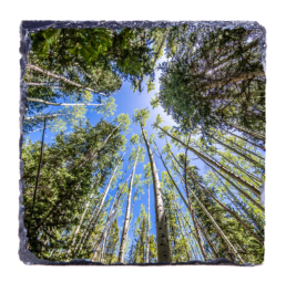 Looking Up