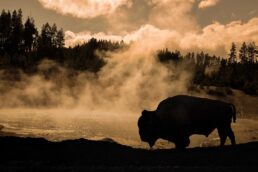 Buffaloes & Bison