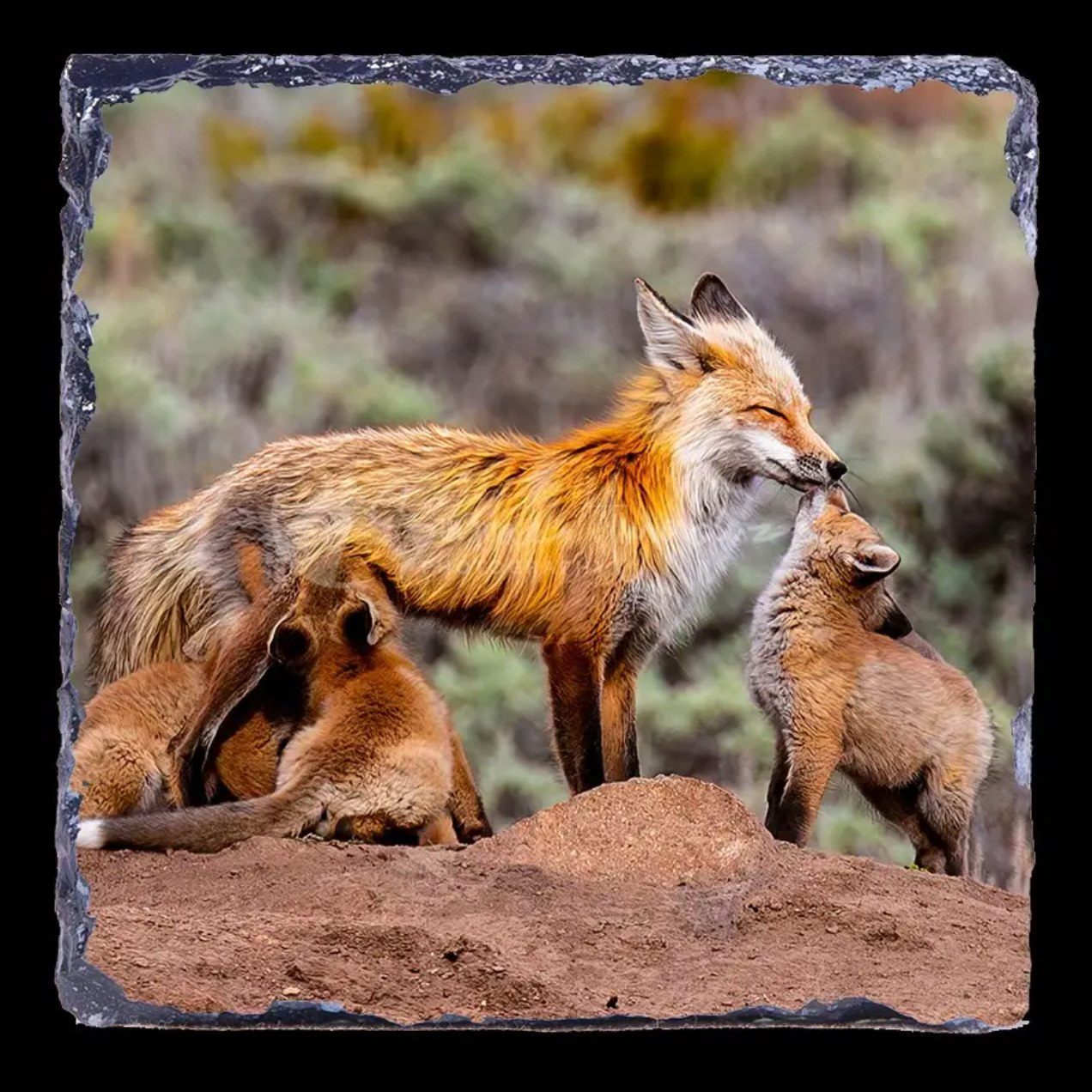 Check out the coasters on my website to find one thats perfect for Mother's Day!

To see this one, head to https://simoneamaduzziphotography.com/product/unconditional-love-2/
To see more, head to linktr.ee/simoneamaduzziphotography
.
.
.
.
#2k25 #canon #natgeo #canonusa #canonphoto #naturelovers #natgeoyourshot #canon1dxmarkii #canonphotography #photo #photography #photographer #Fineart #fineartprints #fineartphoto #fineartphotography #landscape #landscapephotography #animalphotography #wildlifephotography #travelphotography #colordo #fox #mothersday #mothersdaygiftideas