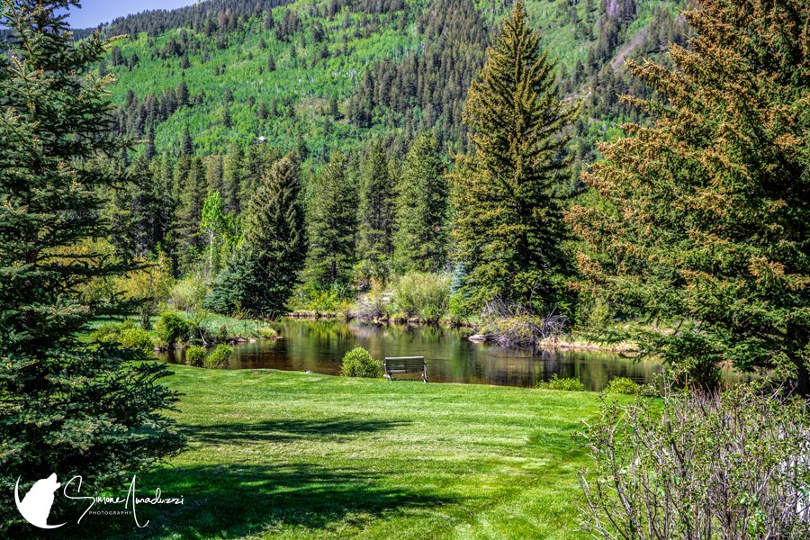 No Service 
A very peaceful shot in Colorado! 

For details on this photo, head to https://simoneamaduzziphotography.com/product/aspens/
For more photos, visit linktr.ee/simoneamaduzziphotography
.
.
.
.
#2k25 #photography #travel #expedition #journey #photographer #pictureperfect #natgeo #canon #natgeoyourshot #adventure #naturephotography #landscapephotography #wildlifephotography #nationalparks #aspen #aspencolorado #independencepass #forest #trees