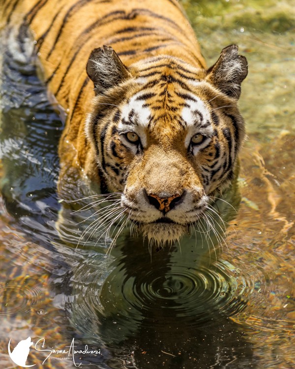 Cats Hate Baths
That ripple in the water was actually my lens cap that fell!

Check out this shot at: https://simoneamaduzziphotography.com/product/cats-hate-baths/
Find more at: linktr.ee/simoneamaduzziphotography
.
.
.
.
#2k25 #canon #natgeo #canonusa #canonphoto #naturelovers #natgeoyourshot #canon1dxmarkii #canonphotography #photo #photography #photographer #Fineart #fineartprints #fineartphoto #fineartphotography #landscape #landscapephotography #animalphotography #wildlifephotography #travelphotography #india #tiger #nationalpark #bigcats