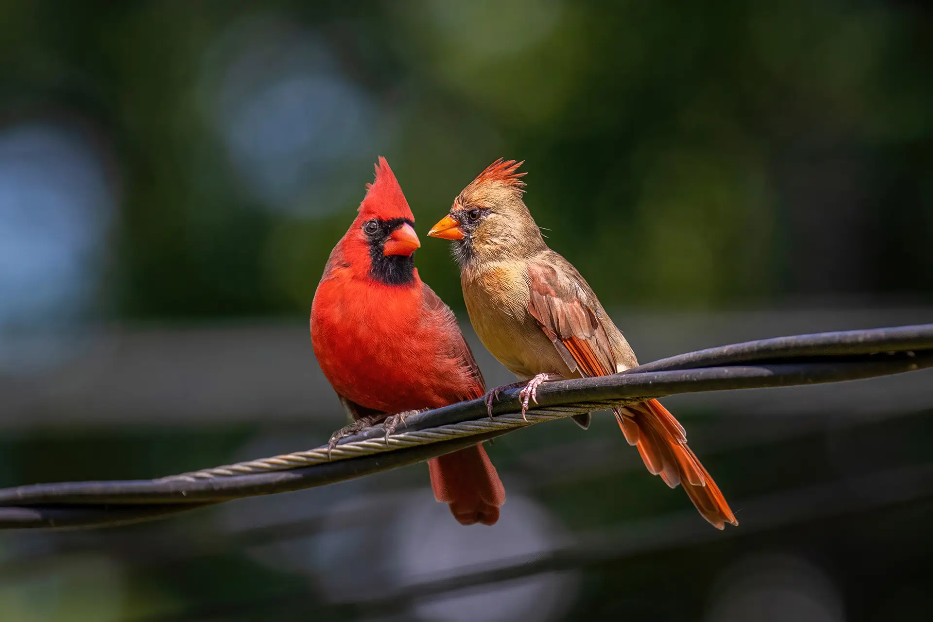 Cardinals