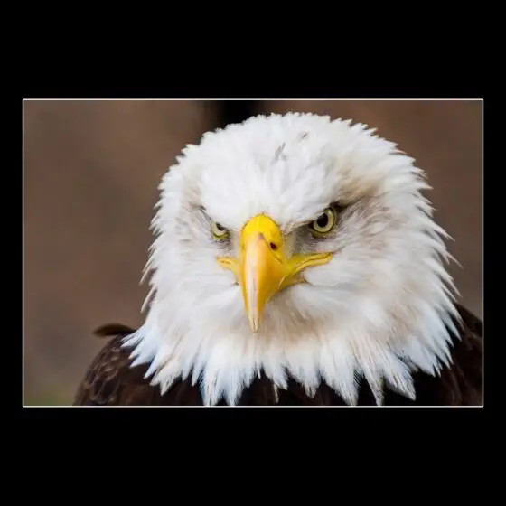 Conviction, framed bald eagle portrait