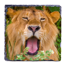 Royal Yawn