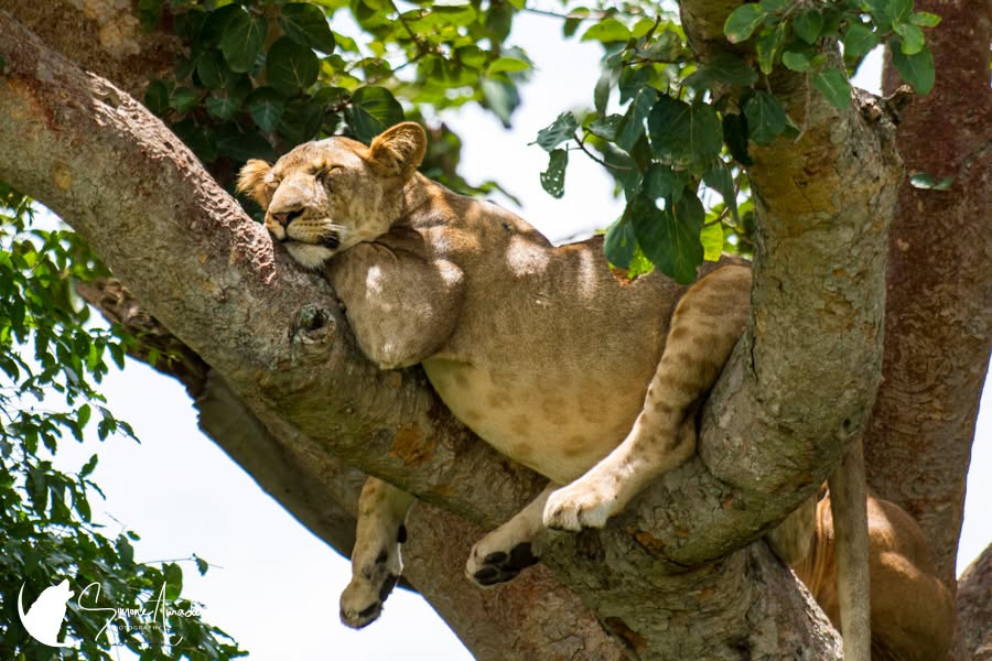 Lazy Afternoon
How is everyone's Wednesday afternoon going?

Check out this shot at: https://simoneamaduzziphotography.com/product/lazy-afternoon/
Find more at: linktr.ee/simoneamaduzziphotography
.
.
.
.
#2k25 #canon #natgeo #canonusa #canonphoto #naturelovers #natgeoyourshot #canon1dxmarkii #canonphotography #photo #photography #photographer #Fineart #fineartprints #fineartphoto #fineartphotography #landscape #landscapephotography #animalphotography #wildlifephotography #travelphotography #uganda #africa #nationalpark #lion #lazyafternoon