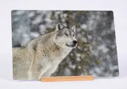 Mighty Wolf