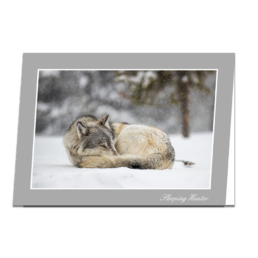 Sleeping Hunter