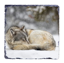 Sleeping Hunter