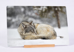 Sleeping Hunter