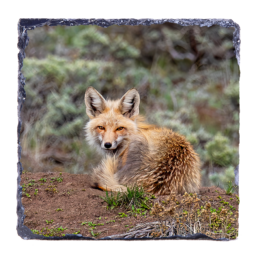Wary Fox