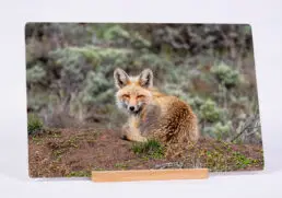 Wary Fox