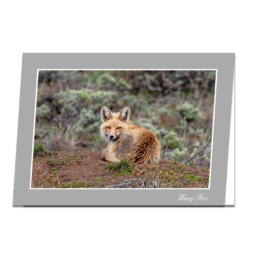 Wary Fox