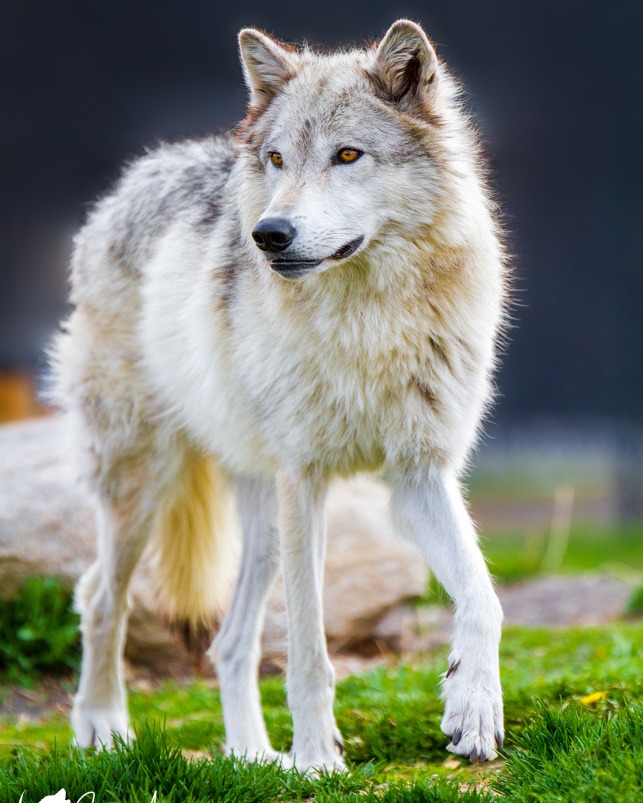 White Fur
You can find my entire Yellowstone collection on my website at the link below! 

To see this photo, visit https://simoneamaduzziphotography.com/product/white-fur/
To see more, visit linktr.ee/simoneamaduzziphotography
.
.
.
.
#artstagram #2k25 #photography #fineart #fineartphotogrpahy #photo #photographer #pictureperfect #natgeo #canon #natgeoyourshot #adventure #naturephotography #landscapephotography #animalphotography #travelphotography #yellowstone #yellowstonenationalpark #nationalpark #wolf #wolves