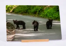 Family Trip