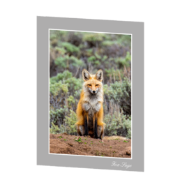 Fox Sage