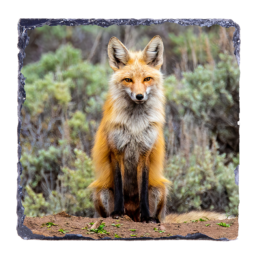 Fox Sage