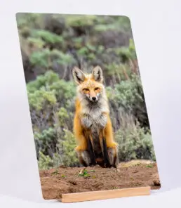 Fox Sage