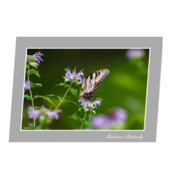Madama Butterly
