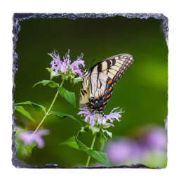 Madama Butterly
