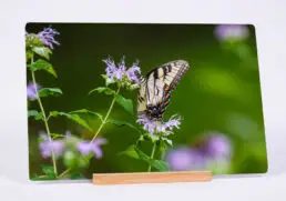 Madama Butterly