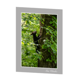 Tree Climber