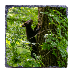 Tree Climber