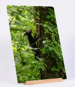 Tree Climber