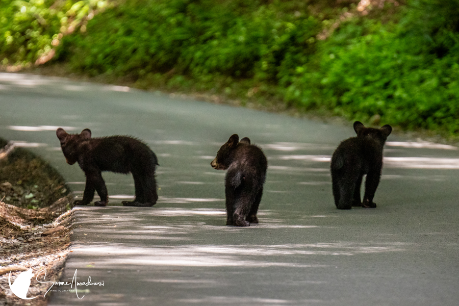 Family Trip
Here are some baby cubs for National Sibling Day! 

For this photo, head to https://simoneamaduzziphotography.com/product/family-trip/
For more, head to linktr.ee/simoneamaduzziphotography
.
.
.
.
#artstagram #2k25 #photography #fineart #fineartphotogrpahy #photo #photographer #pictureperfect #natgeo #canon #natgeoyourshot #adventure #naturephotography #landscapephotography #animalphotography #travelphotography #smokymountains  #greatsmokymountains #nationalpark #bears #bearcubs