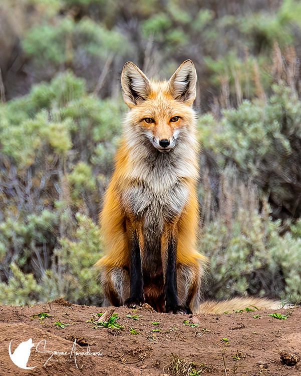 Fox Sage
Showcasing one of my shots from Colorado! Check out more foxes at the link below

For details on this photo, head to https://simoneamaduzziphotography.com/product/fox-sage-3/
For more photos, visit linktr.ee/simoneamaduzziphotography
.
.
.
.
#2k25 #photography #travel #expedition #journey #photographer #pictureperfect #natgeo #canon #natgeoyourshot #adventure #naturephotography #landscapephotography #wildlifephotography #nationalparks #granby #colorado #forest #trees #foxes