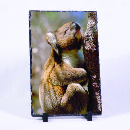 A Stern Look to the Sky