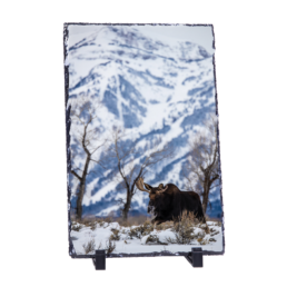 Amoosing Tetons