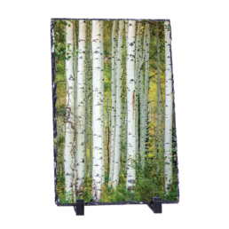 Aspens
